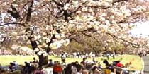アクー【お花見】都会のオアシス☆春のお花見パーティー ～新宿御苑～