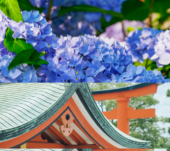 ❤️特別タイムサービス割引❤️☆新ルート☆紫陽花が綺麗な白山神社　街ぶら　散歩オフ会