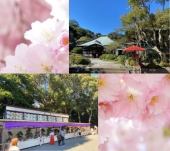 ❤️特別割引❤️有楽町スタートお花見散策　年縁結び金運パワースポットお散歩会 神社巡り