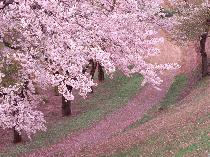 桜を見に行こうさわやか飲み会in上野 ～1人参加中心・条件付～