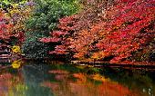 11月22日(11/22)  紅葉狩りに行こう♪秋の縁結び！30代40代で巨大庭園「新宿御苑」をメインとしたウォーキング