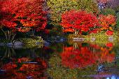 11月14日(11/14)  紅葉の季節が到来！ みんなで人気紅葉名所へレッツゴー！