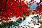 11月15日(11/15)  紅葉シーズンが到来！ その名所秋川渓谷を歩きます！！