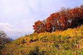 11月8日(11/8)  都内よりも早く紅葉が始まっている 宝登山を歩きます。 一足先に 紅葉狩りを楽しみましょう！