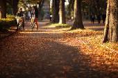 11月21日(11/21)  紅葉の季節が到来！ みんなで駒沢公園の紅葉を見にいきませんか!?