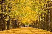 11月23日(11/23)  明治神宮外苑のイチョウトンネルをみんなで歩きましょう！秋の街はとてもロマンチックです！