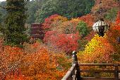12月5日(12/5)  「紅葉シーズンもラスト！ みんなで秋の鎌倉を満喫！」