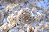 3月27日(3/27)  桜の季節お花見コース！30代40代で世田谷の名所を巡る二子玉川～等々力渓谷パワースポットお散歩婚活