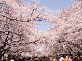 4月2日(4/2)  男性満席！サクラのお花見と上野公園散策の！ 2つが楽しめる内容盛りだくさん企画！ 男女ペアでお花見ウォーキ...