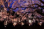 4月2日(4/2) 幻想的な日本の風物詩を堪能できる！日本庭園夜桜ウォーキングコン！