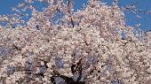 4月3日(4/3)  お花見を満喫！ゆっくりと都会のオアシス！30代40代で巨大庭園「新宿御苑」をメインとしたウォーキング