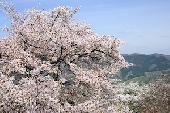4月17日(4/17)  男性満席！山頂に咲き乱れるサクラを見に行こう！ 和やかで賑やかなハイキングです！