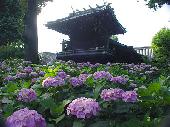 6月11日(6/11)  男女ともに満席!約3000株のアジサイを観に 名所、白山神社へ行きませんか!? 季節の風物詩をみんなで楽しみま...