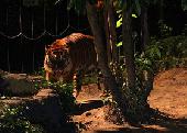 8月6日(8/6)  期間限定！夏の夜に特別な動物園へ！夜の動物園散策コン！in 上野