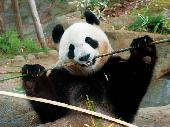 9月10日(9/10)  20代限定！爽やかに大人の遠足！上野のパンダに癒されよう！動物園コン！