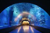 9月18日(9/18)  幻想的な空間を楽しめる！海の生き物見にいく江ノ島水族館コン！