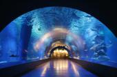 10月22日(10/22)  幻想的な空間を楽しめる！海の生き物見にいく江ノ島水族館コン！