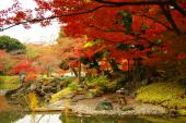 11月13日(11/13)  「紅葉が見ごろの日本庭園でウォーキングと出会いを楽しもう！」