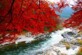 11月13日(11/13)  都心より一足先に紅葉を奥多摩で楽しもう！ 秋川渓谷の紅葉名所へご案内！
