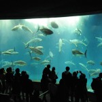 2月12日(2/12)  20代限定!大人の遠足!関東一人気の葛西水族館コン!みんなでペンギンを見に行こう