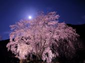 4月3日(4/3)  平日に！この時期にしか見れない幻想的な世界！六義園お花見ウォーキングコン！