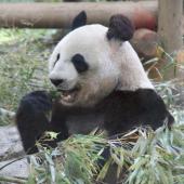 4月29日(4/29)  動物たちに癒されよう！上野のパンダを見に行こう♪上野動物園巡る30代40代ウォーキングコン！