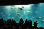 9月12日(9/12)  関東一人気の葛西水族館コン!みんなでペンギンを見に行こう