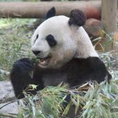 9月27日(9/27)  上野動物園！赤ちゃんパンダに逢いに行こう！♪上野動物園巡る30代40代ウォーキングコン！
