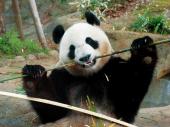9月29日(9/29)  みんなでパンダを見に行こう♪上野動物園巡るウォーキングコン！