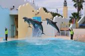 10月8日(10/8)  イルカやアシカのショーも楽しめる！水族館見学＆公園コン!