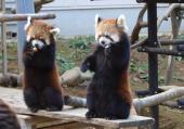 10月21日(10/21)  後ろ足で立つことができるレッサーパンダが人気！千葉動物園コン