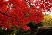 11月23日(11/23)  「紅葉が見ごろの日本庭園でウォーキングと出会いを楽しもう！」