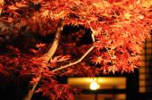 11月25日(11/25)  小金井公園にて期間限定！江戸たてもの園！紅葉ライトアップウォーキングコン♪30代40代コン