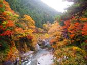 12月10日(12/10)  渓谷のせせらぎを聞きながら紅葉を楽しむ！新宿より1時間と少し。御岳渓谷紅葉ウォーキングコン！