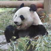 12月15日(12/15) 平日休み同士の貴重な出会い！上野動物園に人気のパンダを見に行こう！動物園ウォーキングコン！