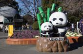 1月5日(1/5)  平日休み同士の貴重な出会い！上野動物園に人気のパンダを見に行こう！動物園ウォーキングコン！