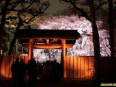3月31日 期間限定！幻想的な世界を堪能！六義園ライトアップ夜桜ウォーキングコン！