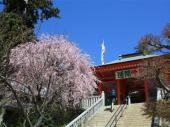 4月7日 桜見頃！お花見シーズンに最高のロケーション！！高尾山ウォーキングコン！