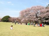 4月8日 お花見シーズンに！二子玉川から砧公園へ！世田谷の隠れた名所を巡ろう！お花見ウォーキングコン！