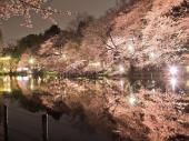 4月7日 桜の名所！井の頭公園で夜桜を楽しみながら出逢う！井の頭公園　夜桜鑑賞ウォーキングコン！