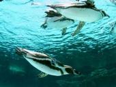 5月13日 【20代限定企画】キュートなペンギン達に会いに行こう！葛西水族館見学＆公園ウォーキングコン!