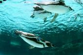 7月15日 涼しい水族館へ！キュートなペンギン達に会いに行こう！葛西水族館見学＆公園ウォーキングコン!