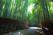 7月28日鎌倉で竹藪の中で抹茶を堪能ウォーキングコン！！
