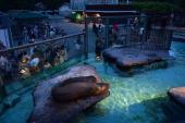 8月13日動物好き！上野動物園に人気のパンダを見に行こう！動物園ウォーキングコン！