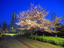 2011/04/02（土）　夜桜！ウォーキングパーティー【横浜】桜木町発！