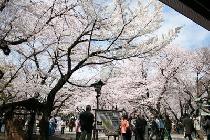 2011/04/03（日）桜！ウォーキング！【東京】信濃町発！　