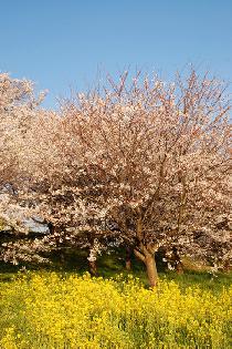 2011/04/09（土）桜&菜の花！ウォーキングパーティー【埼玉】幸手発！