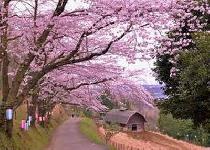 2011/04/10（日）桜トレッキング！弘法山【神奈川】秦野発！