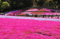 2011/04/16（土）秩父トレッキング&芝桜、羊山公園！【秩父】