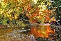 2011/12/03（土）紅葉真っ盛り！養老渓谷ハイキング＆温泉！【千葉】池袋発！